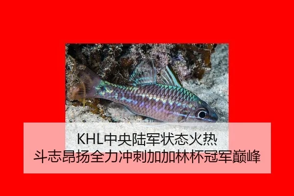 zhong-yang-lu-jun-zhuang-tai-huo-re-dou-zhi-ang-yang-quan-li-chong-ci-jia-jia-lin-bei-guan-jun-dian-feng-2-977.jpg